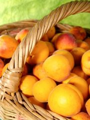 Fresh juicy apricots in the basket