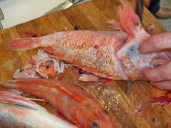 Bouillabaisse-2.jpg