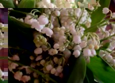 Muguet.jpg