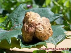 Truffe-blanche.jpg