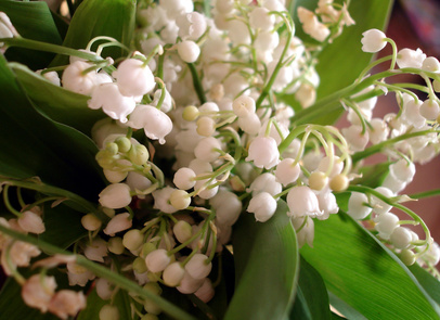 muguet muguet